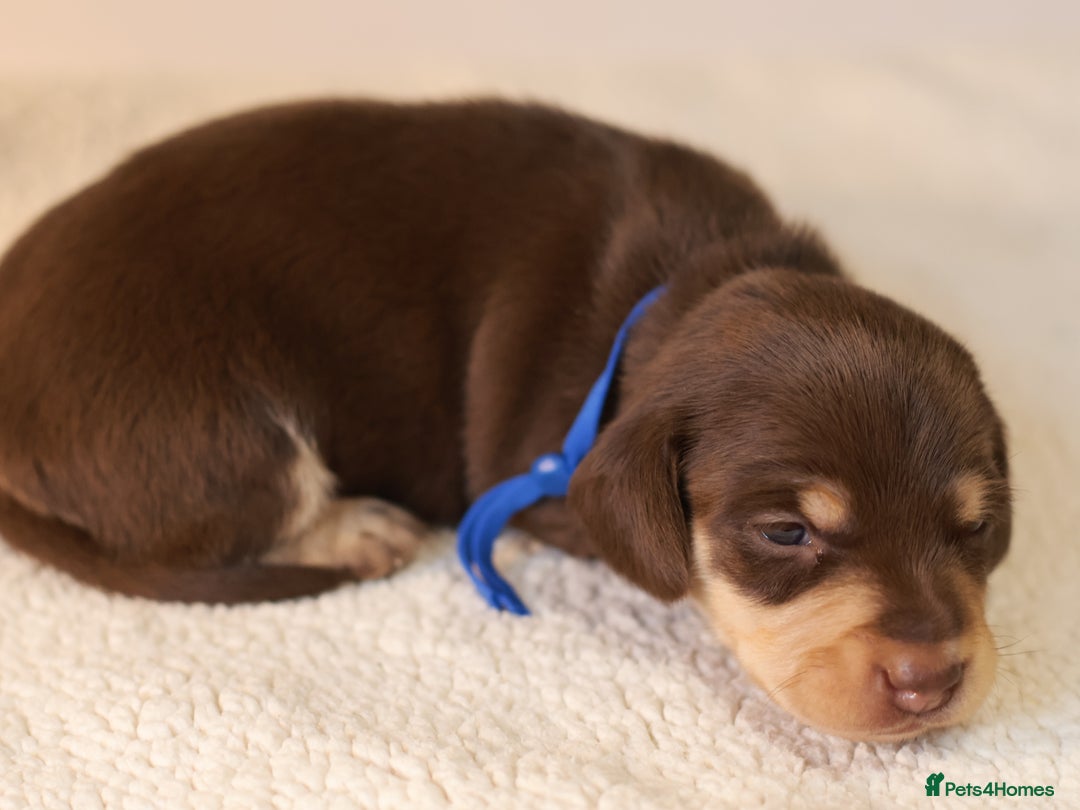Miniature Dachshund dogs for sale: 5*Licensed+KC+PRAclear+VETchecked+Chocolate&Cream - Advert 29