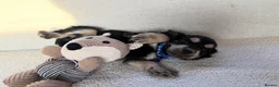 Cocker Spaniel dogs for sale: Show type cocker spaniels in Ipswich - Advert 7