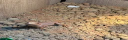 Bearded Dragon reptiles for sale: Bearded dragon  in Bicester - Advert 2
