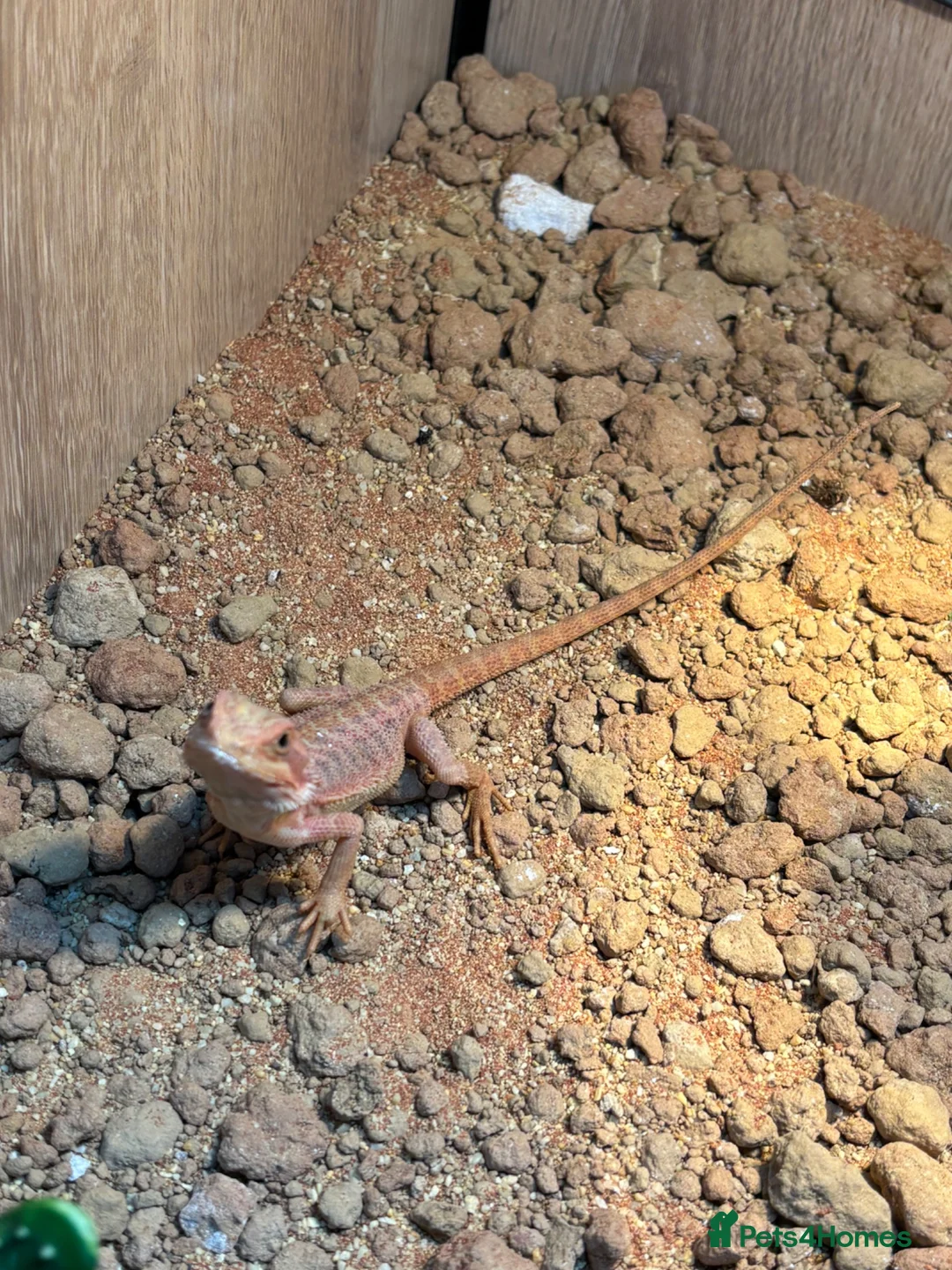 Bearded Dragon reptiles for sale: Bearded dragon  in Bicester - Advert 2