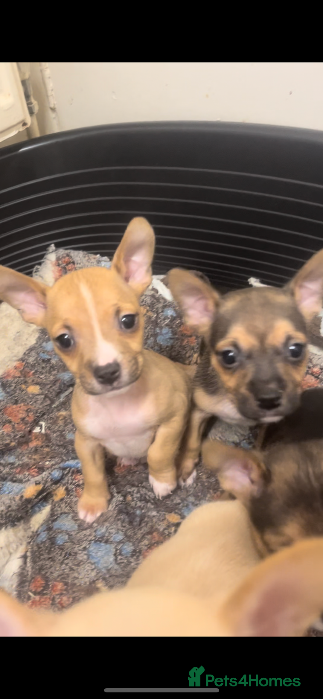 Mixed Breed dogs for sale: Jack Russell cross French bulldog pups ready now  - Advert 3