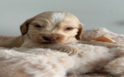 Cocker Spaniel dogs for sale: Show type cocker spaniels  - Image 7