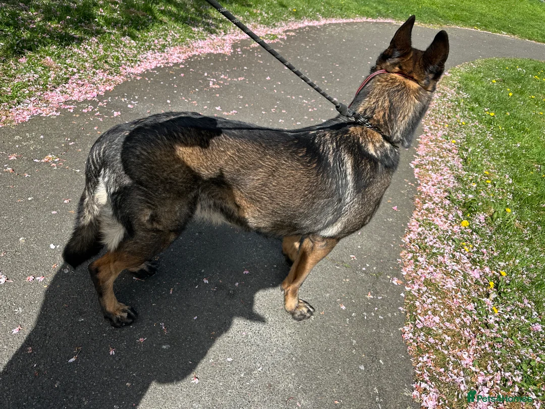 German Shepherd dogs for sale: German shepherd female - Advert 2