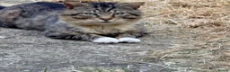Mixed Breed cats for sale: 5 beautiful kittens for sale 3 girls 2 boys  in London - Advert 3
