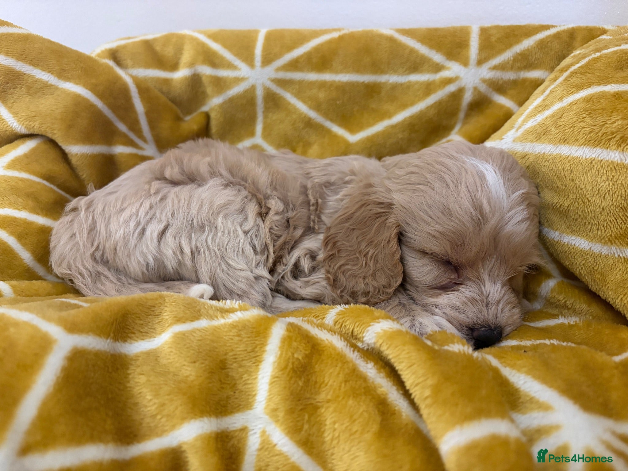 Cockapoo dogs Unique and exquisite pups  - Advert 2