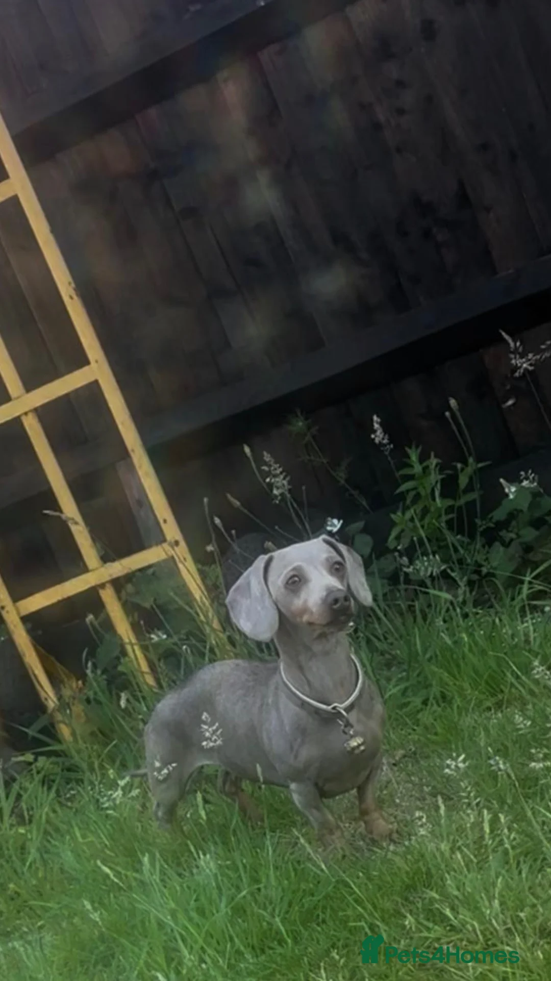 Miniature Dachshund dogs for sale: 2 Kc sisters  in Eastleigh - Advert 2
