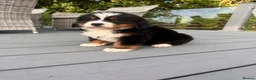 Bernese Mountain Dog dogs for sale: Bernese mountain pups  - Advert 4