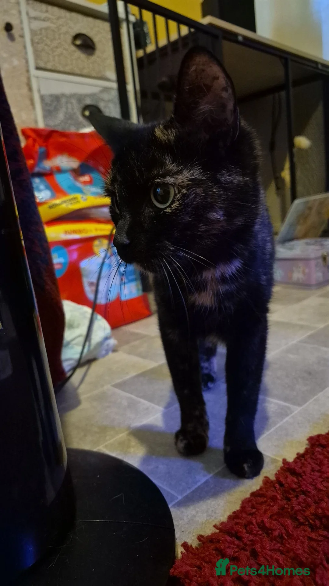 Mixed Breed cats for sale: Tortoiseshell  - Advert 2