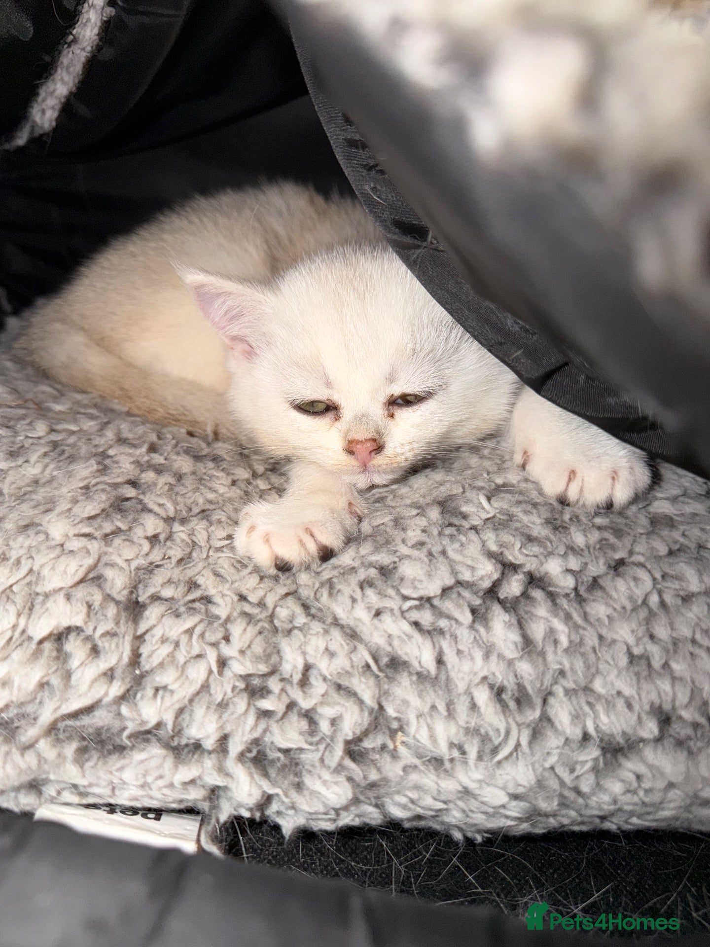Scottish Fold cats Lovely Scottish/straight kittens - Advert 17