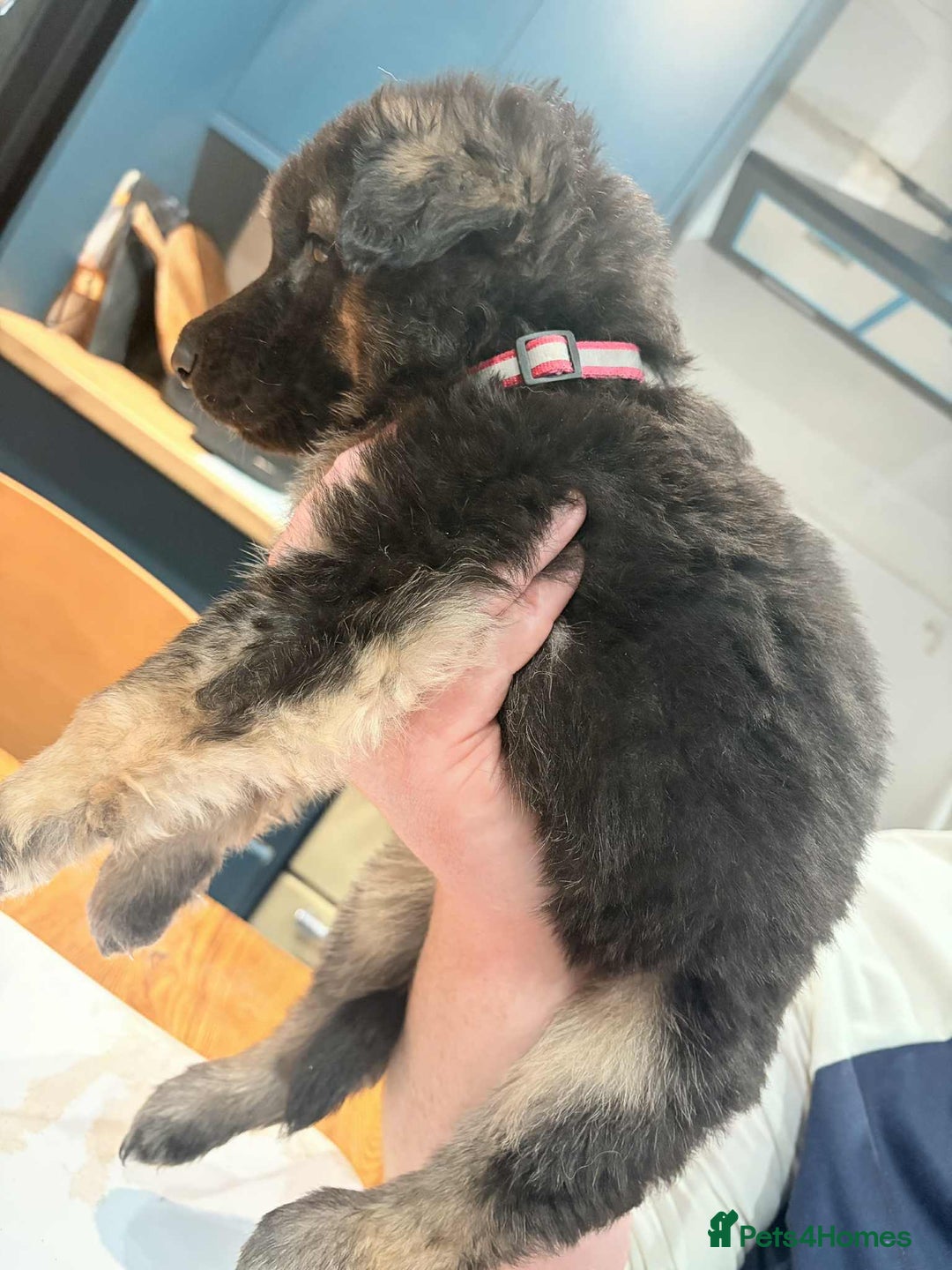 German Shepherd dogs for sale: KC Reg German Shepard's - Advert 24