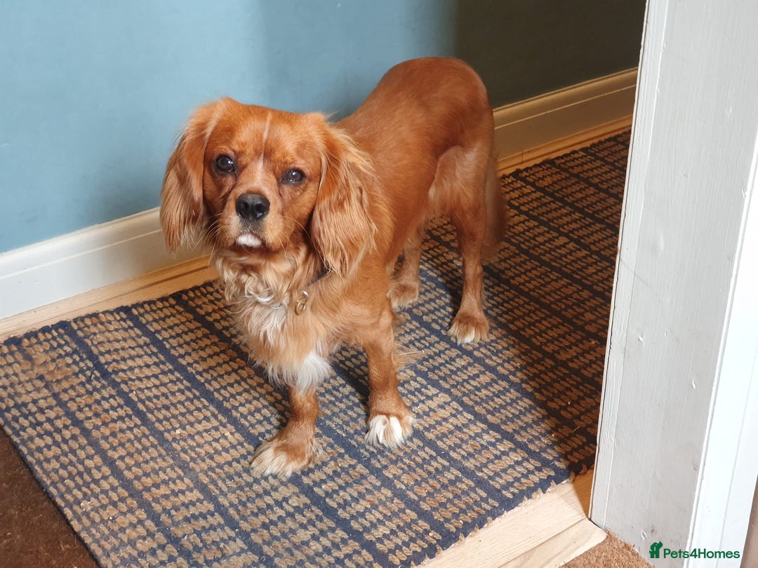 Cavalier King Charles Spaniel dogs for sale: Ruby Cavalier King Charles spaniel needs new home - Advert 1