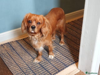 Cavalier King Charles Spaniel dogs Ruby Cavalier King Charles spaniel needs new home - Advert 1