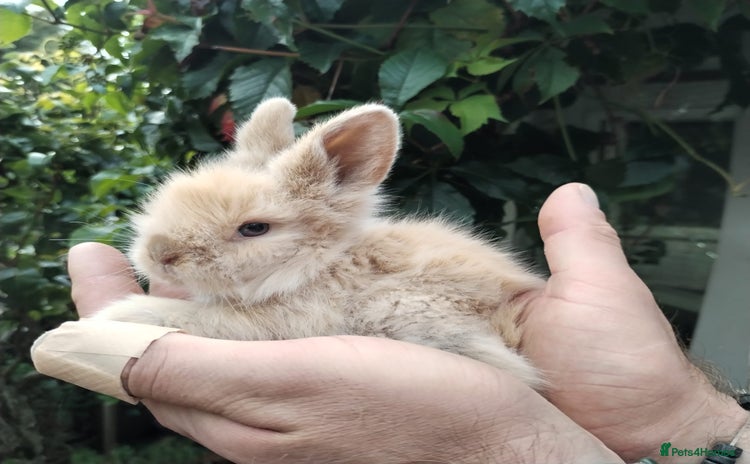 Lionhead rabbits - Advert 19