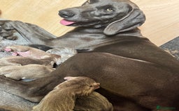 Weimaraner dogs for sale:  KC Reg Weimaraner Pups from Champion Bloodlines ✨ - Image 8