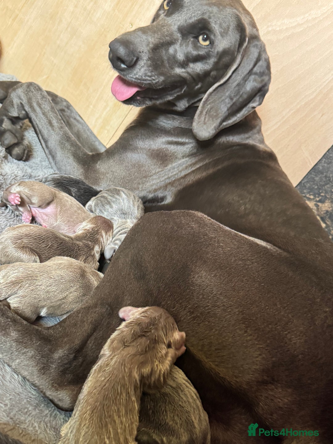 Weimaraner dogs for sale:  KC Reg Weimaraner Pups from Champion Bloodlines ✨ - Image 8