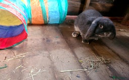 French Lop rabbits for sale: Lop male 7 months old, neutered - Image 2