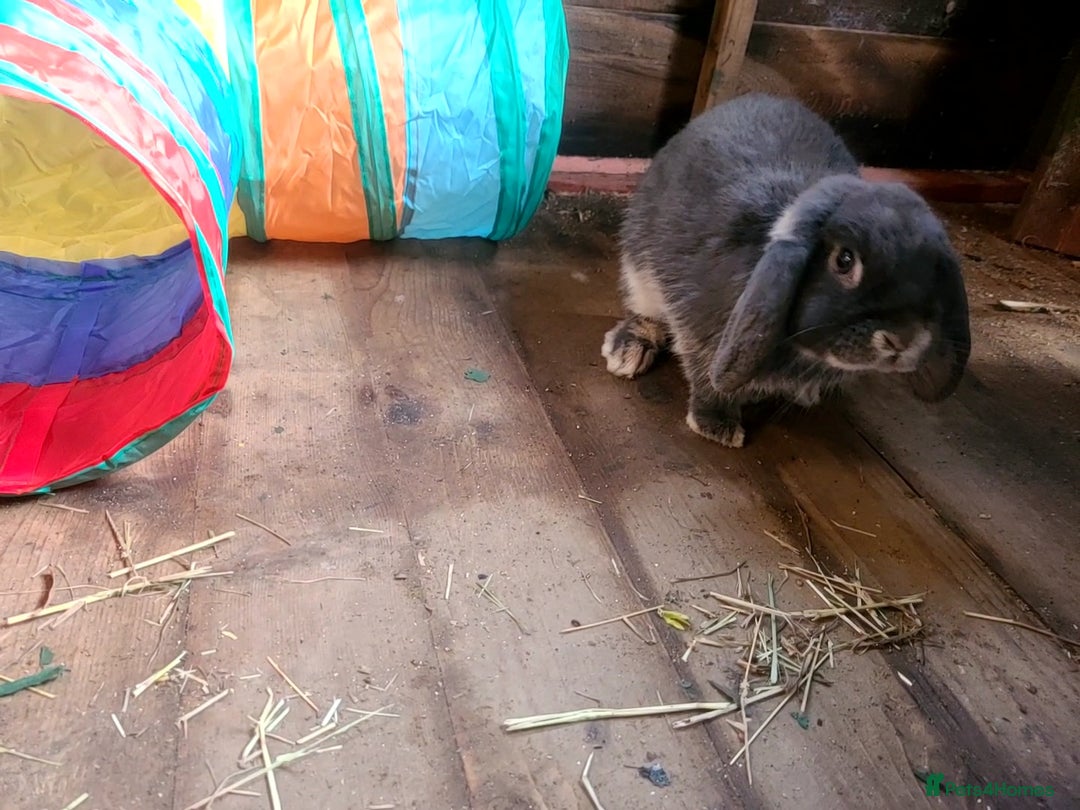 French Lop rabbits for sale: Lop male 7 months old, neutered - Image 2