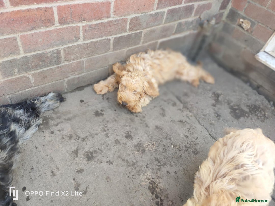 Cockapoo dogs for sale: 2 beautiful cockapoo desperate for forever homes  - Image 36