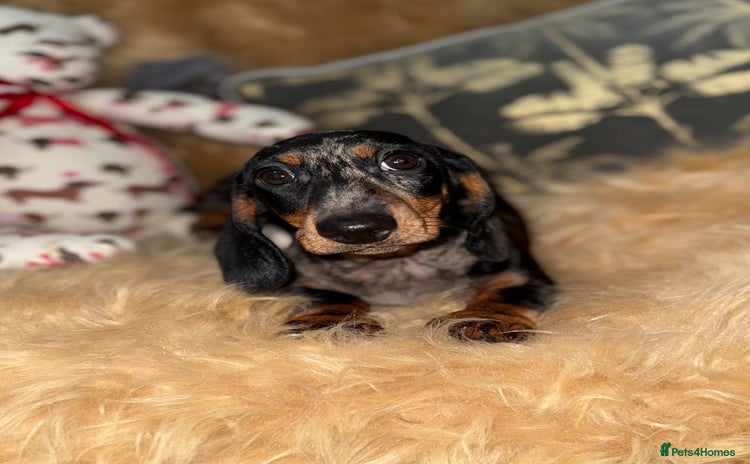 Miniature Dachshund dogs - Advert 7