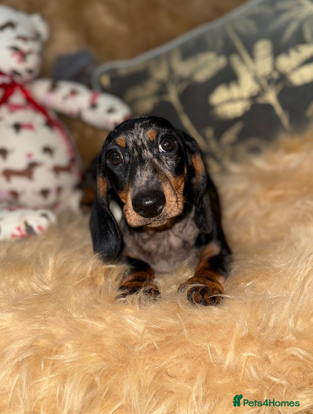 Miniature Dachshund dogs for sale: 🩷 Two Adorable KC GIrls available 🩷 - Image 4
