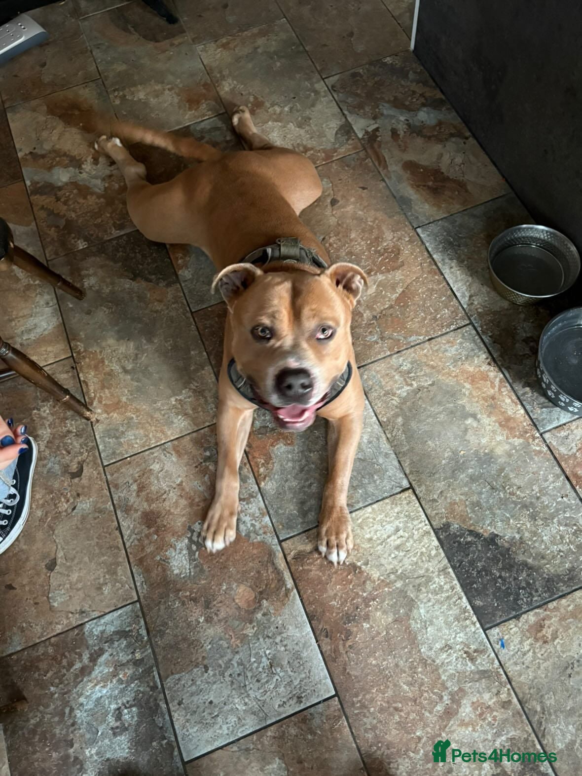 Mixed Breed dogs Bjorn - Advert 2