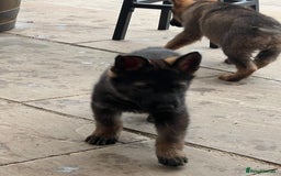 German Shepherd dogs for sale: Czechoslovakian German shepherd working line - Image 7