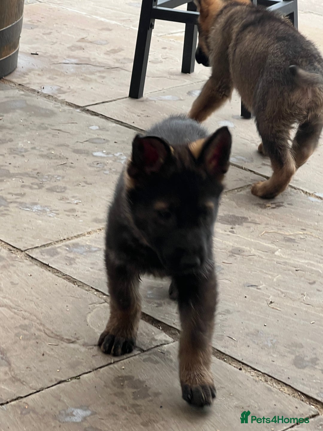 German Shepherd dogs for sale: Czechoslovakian German shepherd working line - Image 7