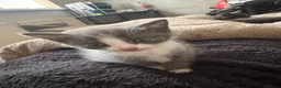 Mixed Breed cats for sale: Beautiful Kittens Looking for Loving Forever Homes in Stockton-on-Tees - Advert 7