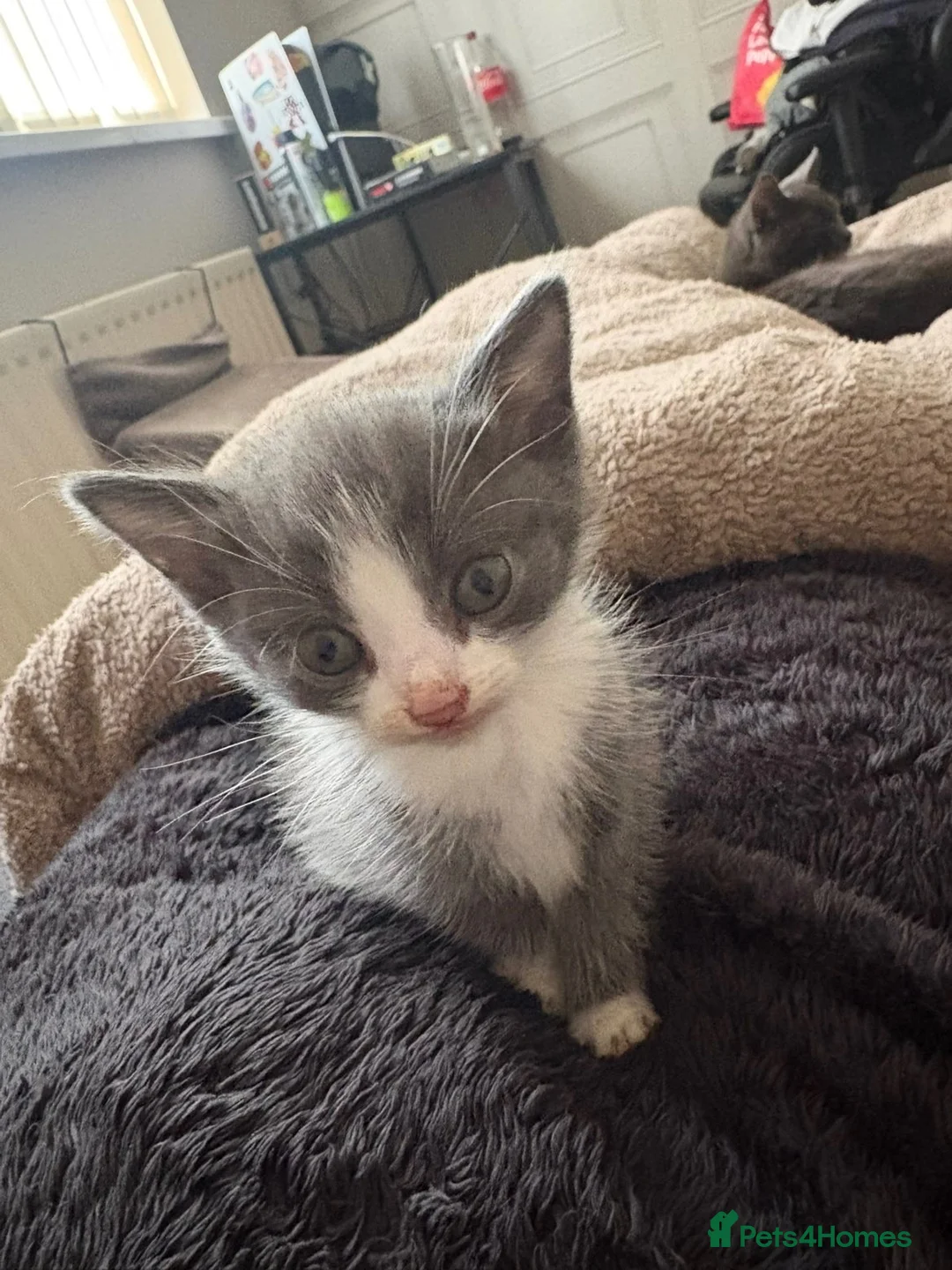 Mixed Breed cats for sale: Beautiful Kittens Looking for Loving Forever Homes in Stockton-on-Tees - Advert 7