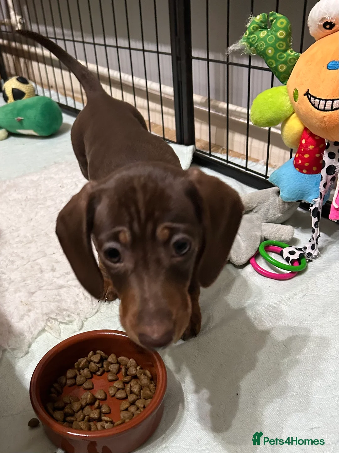 Miniature Dachshund dogs for sale:  Isabella & chocolate & tan Miniature dachshunds  - Advert 3