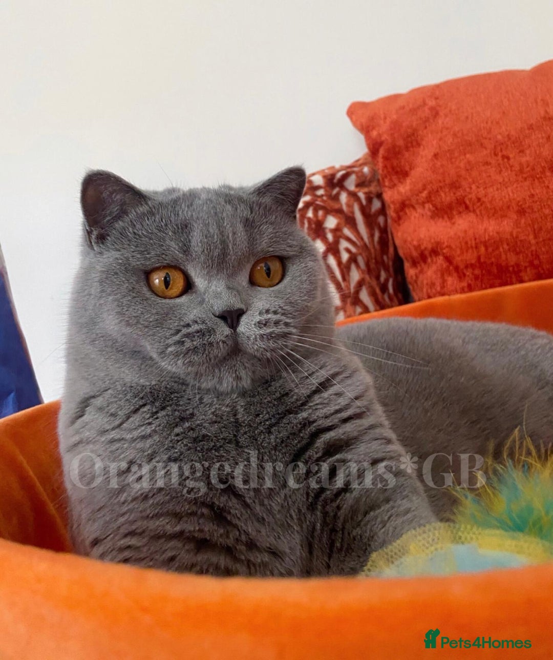 British Shorthair cats for sale: British shorthair female - Advert 1