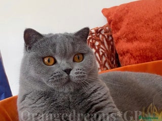 British Shorthair cats British shorthair female - Advert 1