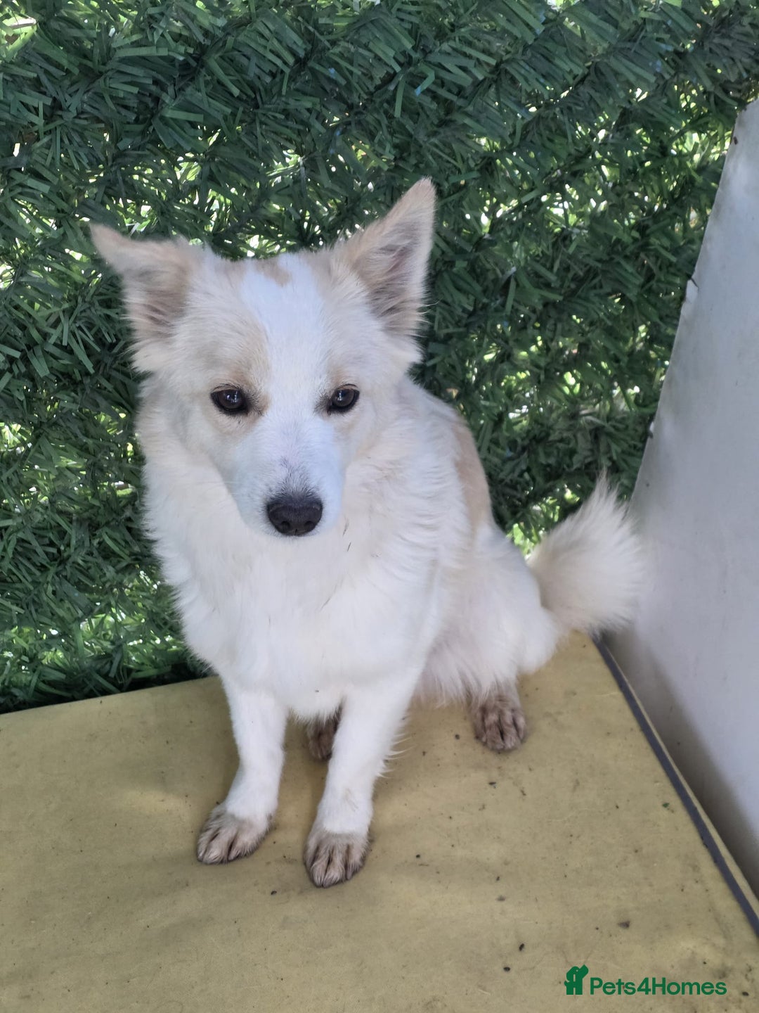 German Spitz dogs for adoption: Rescued Spitz Lola Looking For Her New Home - Advert 6