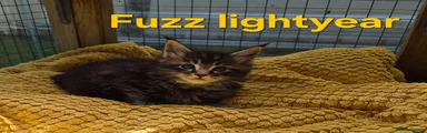 Maine Coon 4