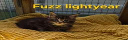 Maine Coon cats for sale: Beautiful maine coon kittens  - Advert 12