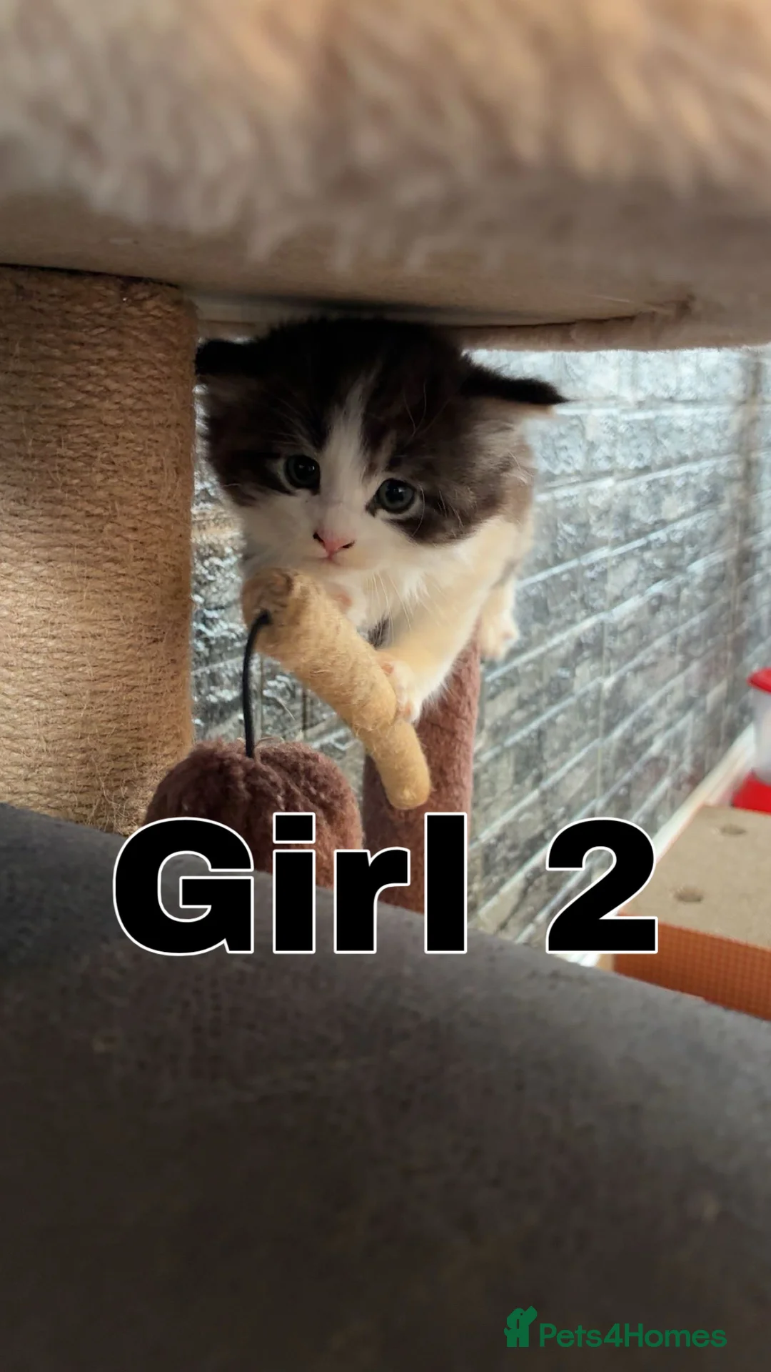 Mixed Breed cats for sale: Mainecoon cross kittens  - Advert 6