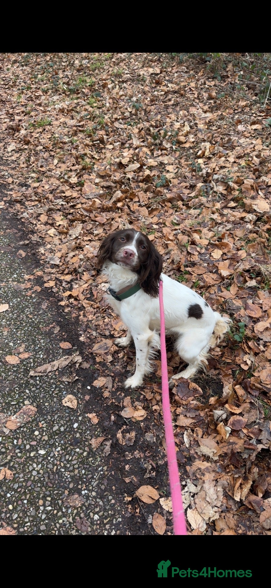 English Springer Spaniel dogs for sale: Springer Spaniel  - Advert 5