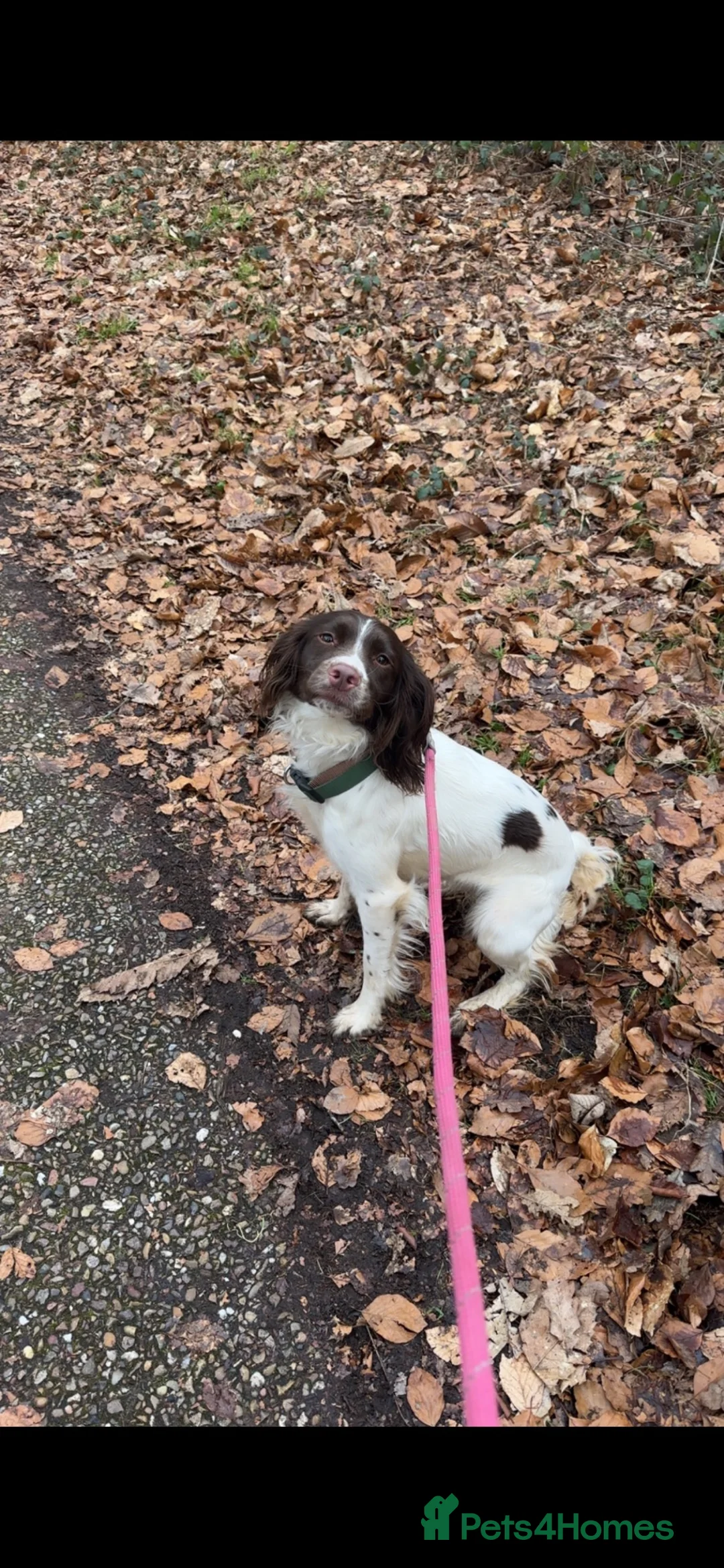 English Springer Spaniel dogs for sale: Springer Spaniel  - Advert 1