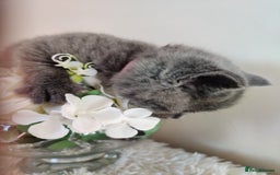 British Shorthair cats for sale: Beautiful pedigree bsh babies  - Image 5