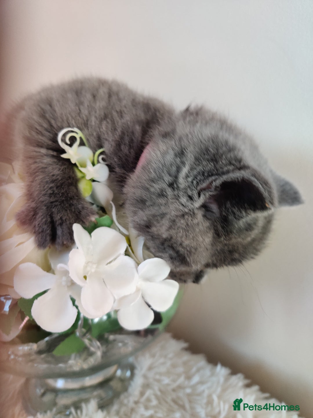 British Shorthair cats for sale: Beautiful pedigree bsh babies  - Image 5