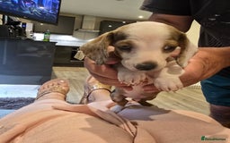 Dachshund dogs for sale: Beautiful Miniature dachshund puppies  - Image 23