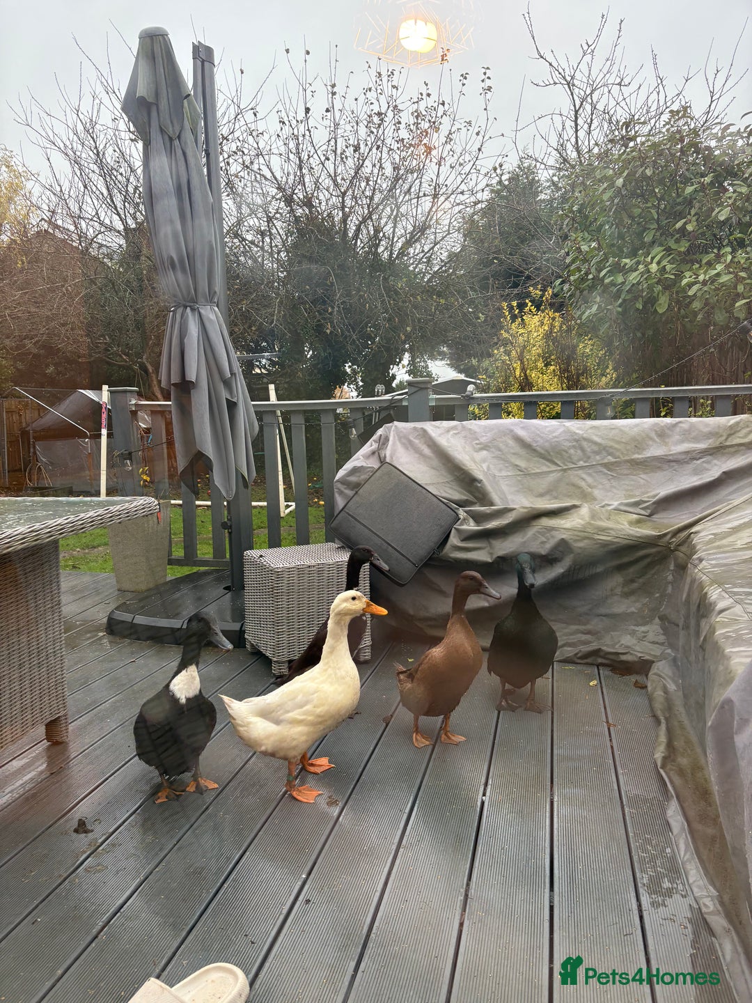 Ducks poultry for sale: Cherry valley duck - Advert 1