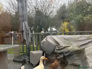 Ducks poultry Cherry valley duck - Advert 6