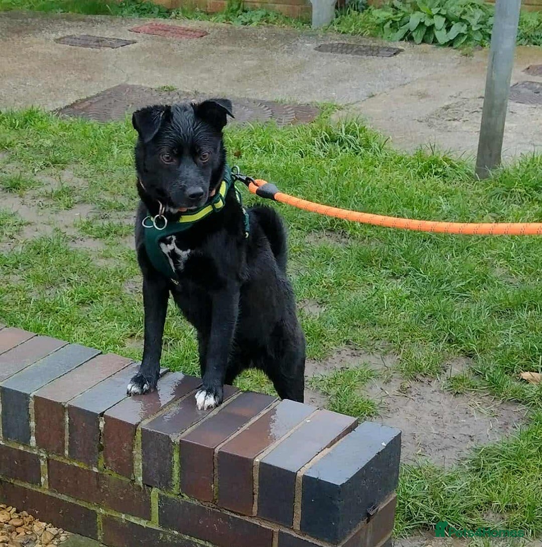 Mixed Breed dogs for adoption: Spirit for adoption - Advert 1