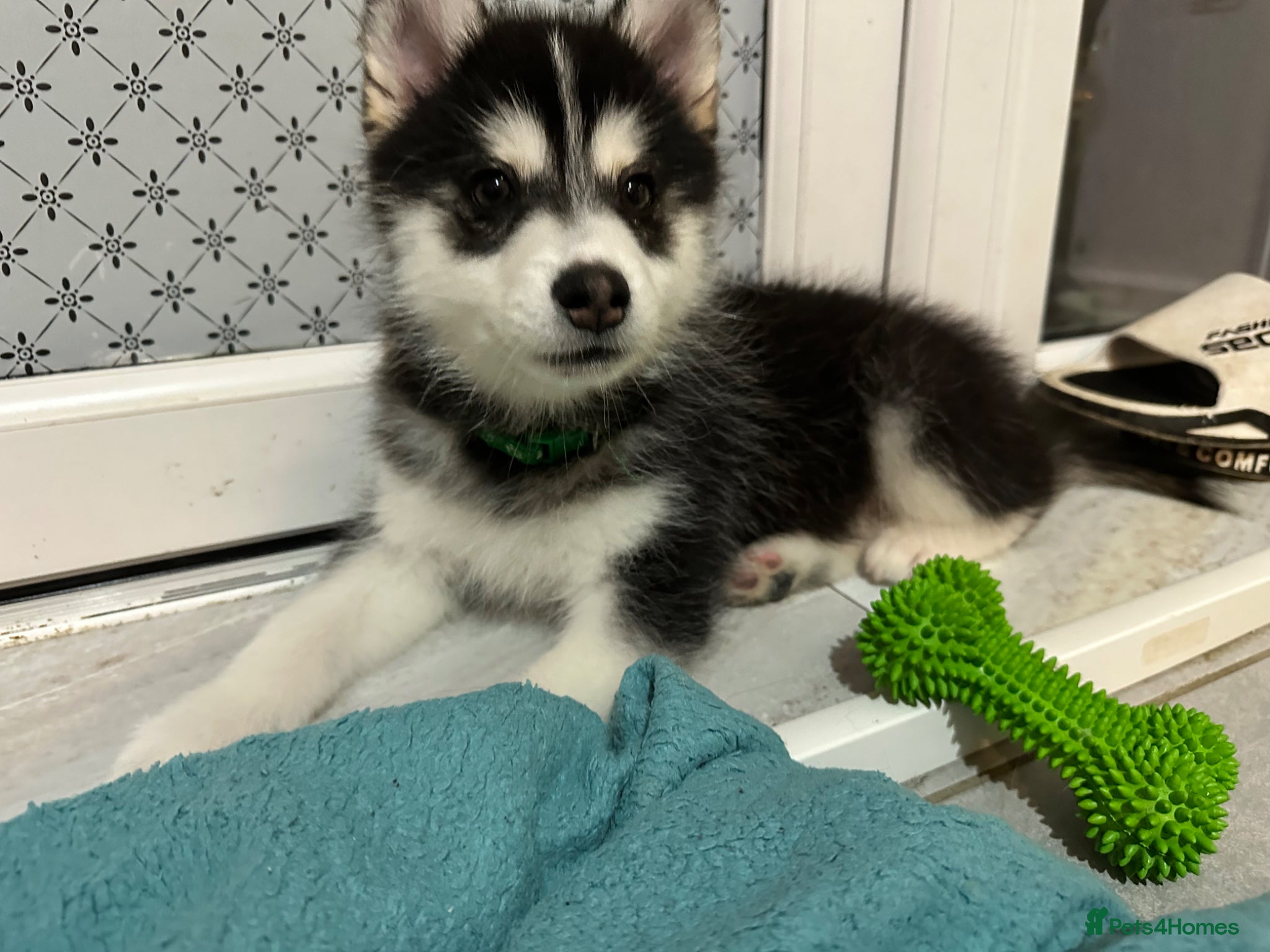 Pomsky dogs Waiting list f4pomsky - Advert 3