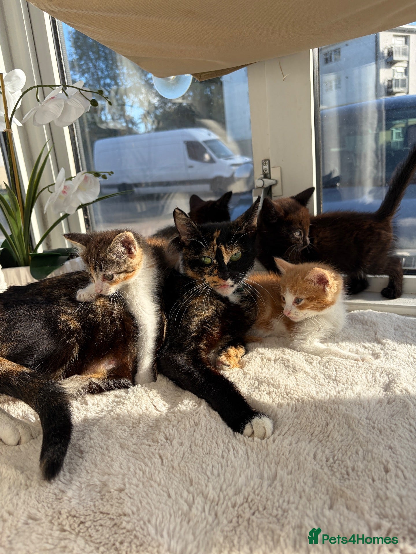 Mixed Breed cats Kittens looking for a forever family  - Advert 1