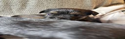 Border Terrier dogs for sale: Border terrier KC registered  in Loughborough - Advert 6