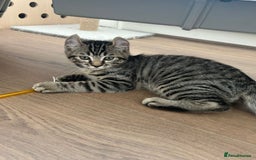 Keetso cats for sale: Reduced Ready now Last 1, Rare Jungle Curl Kittens in Portsmouth - Image 1