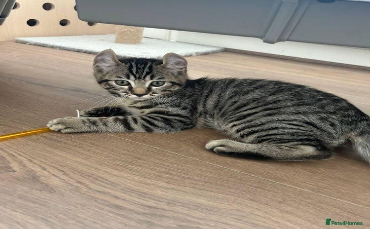 Keetso cats in Portsmouth - Advert 1