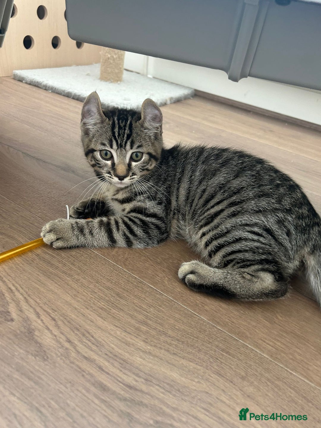 Keetso cats for sale: Reduced Ready now Last 1, Rare Jungle Curl Kittens in Portsmouth - Image 1